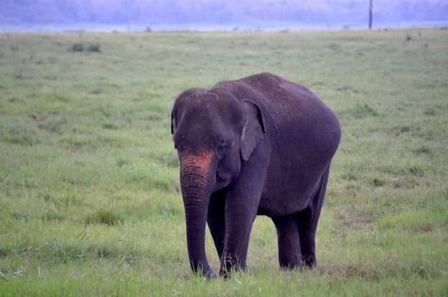Elephants are the largest land animals
